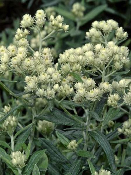 Immortelle de l'Hymalaya 'Silberregen'