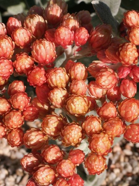 Immortelle 'Ember Glow'