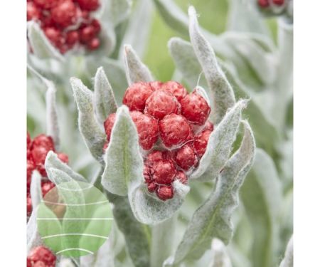 Immortelle 'Red Jewel'