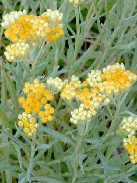 Immortelle 'Schwefellicht'