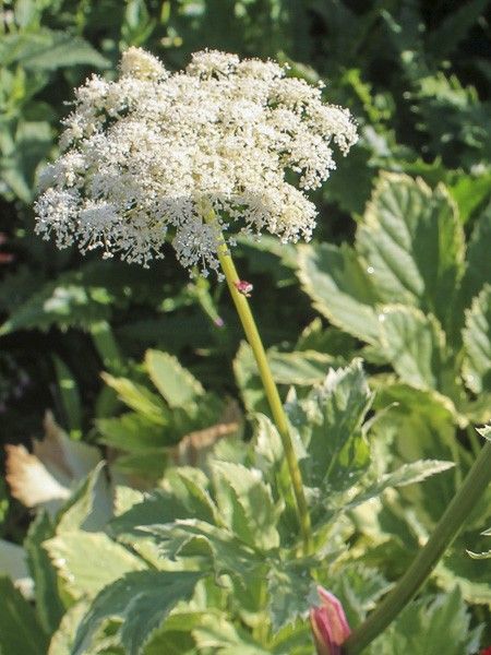 Impératoire 'Daphnis'