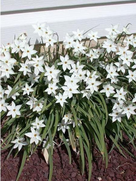Ipheion  'Alberto Castillo'