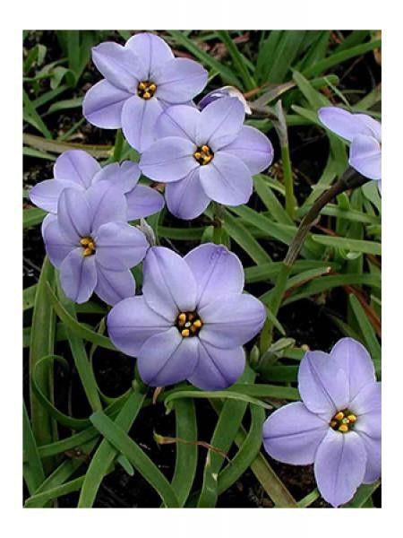Ipheion  'Rolf Fiedler'