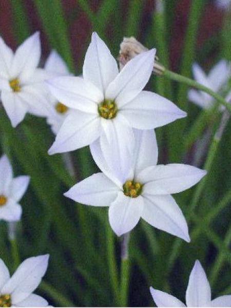 Ipheion uniflorum 