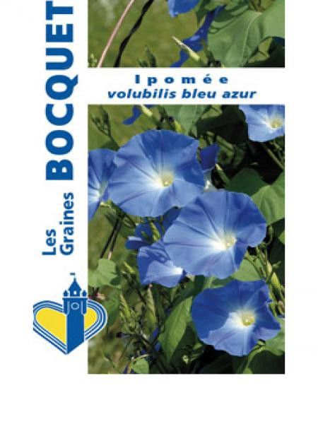 Ipomée 'Bleu Azur'