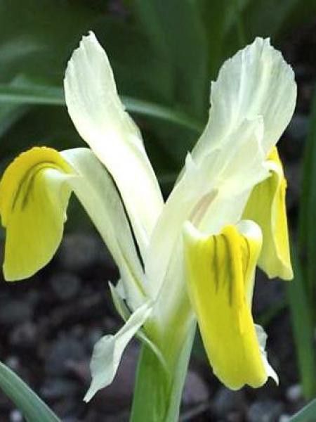 Iris bucharica 