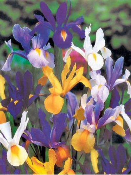 Iris de Hollande en mélange