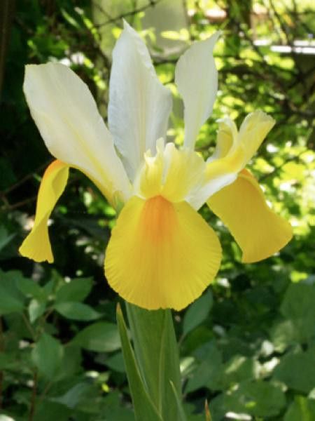 Iris de Hollande 'Symphony'