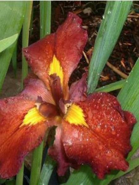 Iris de Lousiane 'Ann Chowing'