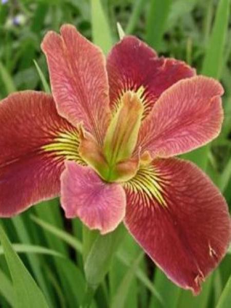 Iris de Lousiane 'Bold Pretender'