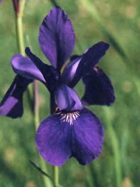 Iris de Sibérie 'Blue King'
