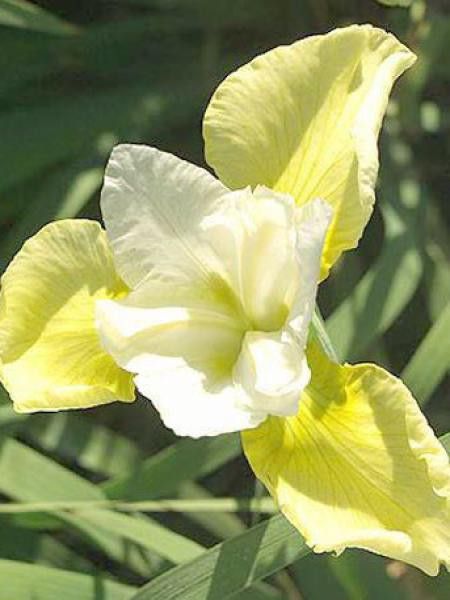 Iris de Sibérie 'Butter And Sugar'