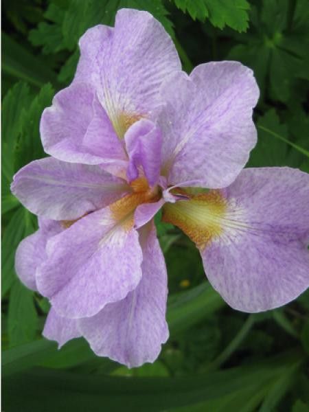 Iris de Sibérie 'Roanoke's Choice'