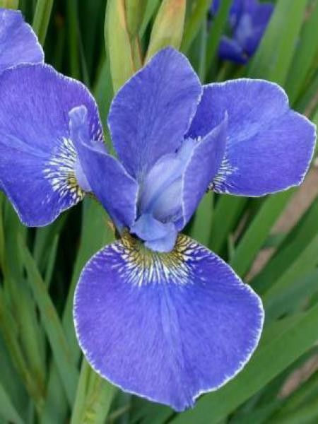 Iris de Sibérie 'Silver Edge'