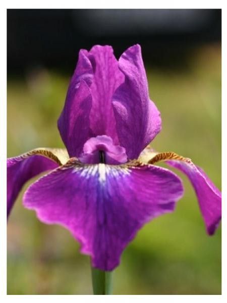 Iris de Sibérie 'Valda'