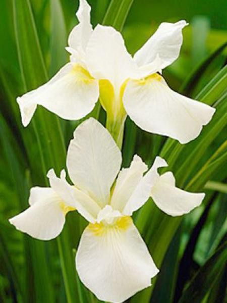 Iris de Sibérie 'White Swirl'
