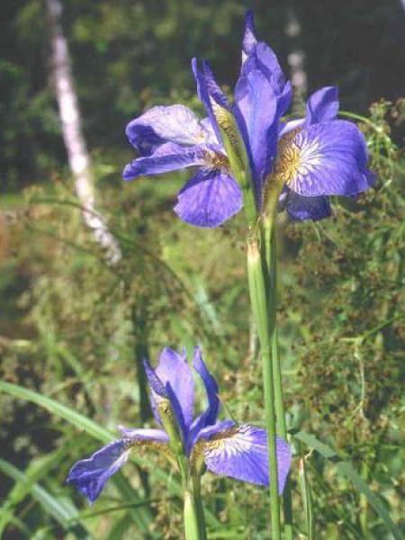 Iris de Sibérie