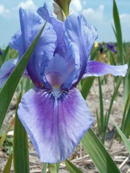 Iris des jardins 'Bedtime Story'