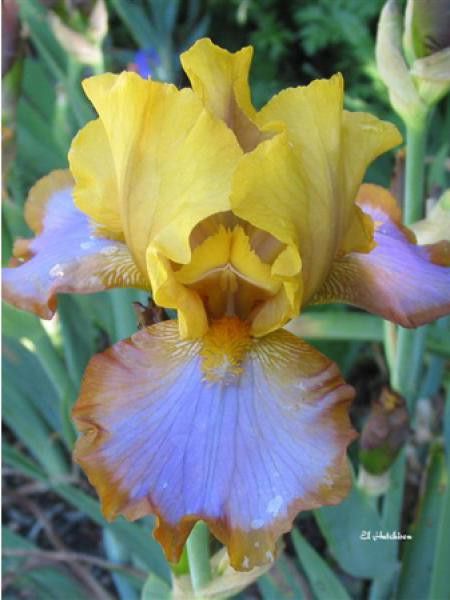 Iris des jardins 'Brown lasso'