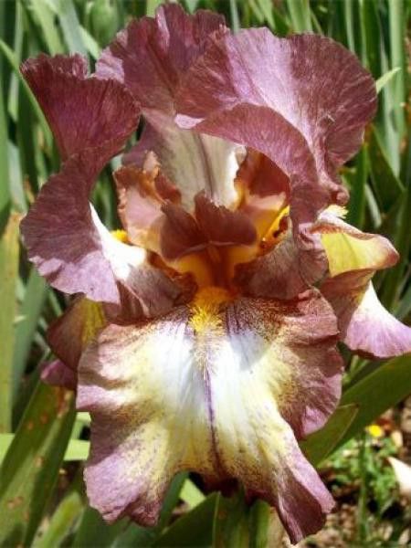 Iris des jardins 'Burgundy Brown'