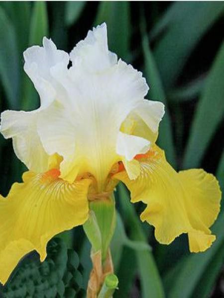 Iris des jardins 'Echo De France'