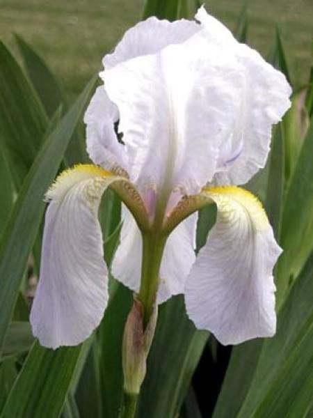 Iris des jardins 'Florentina'