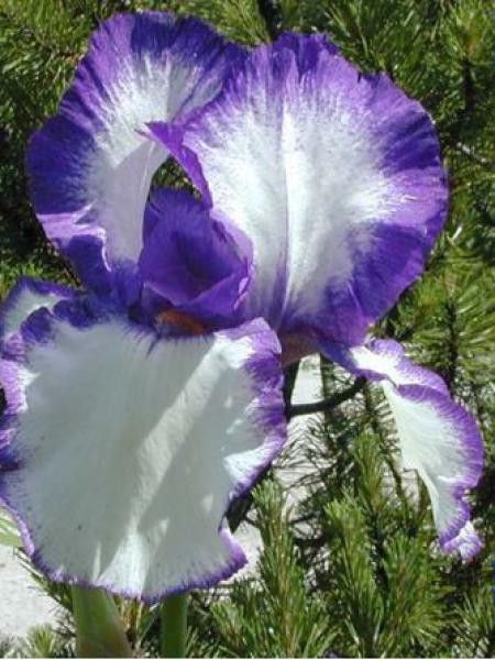 Iris des jardins 'Loop The Loop'