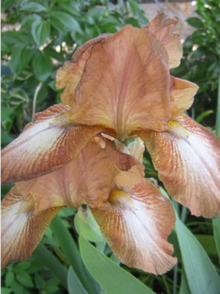 Iris des jardins 'Merry Oakes'