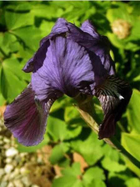 Iris des jardins 'Night Owl'