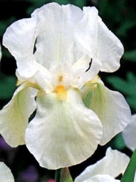 Iris des jardins 'White Knight'