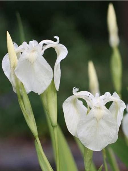 Iris des marais 'Alba'