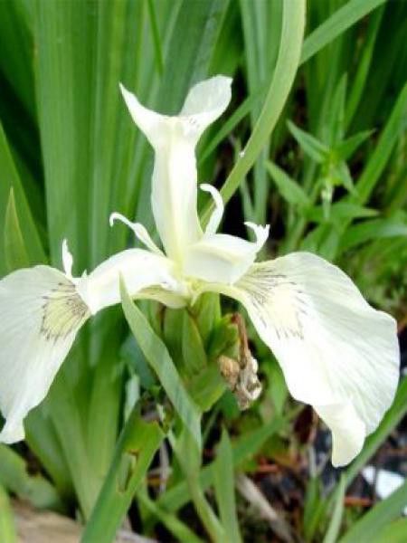Iris des marais 'Crème De La Crème'
