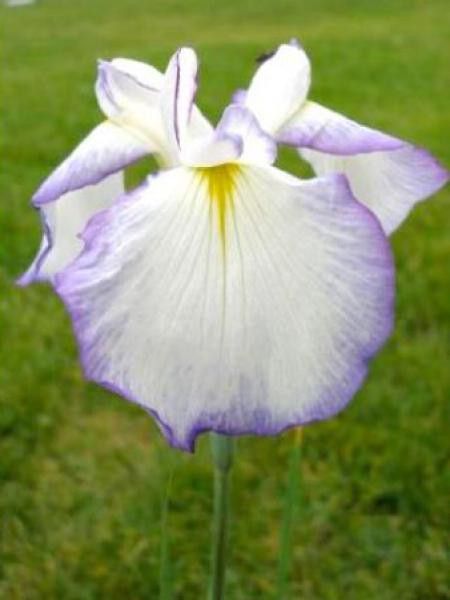 Iris japonais 'Activity'