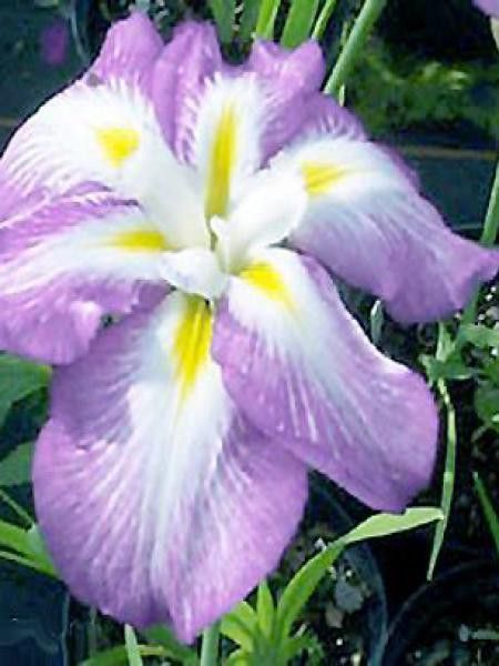 Iris japonais 'Emotion'