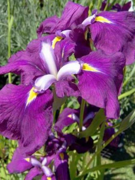 Iris japonais 'Royal Banner'