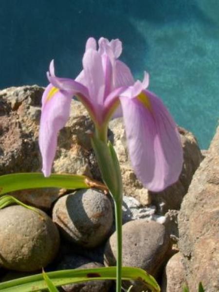 Iris kaempferi 'Darling'