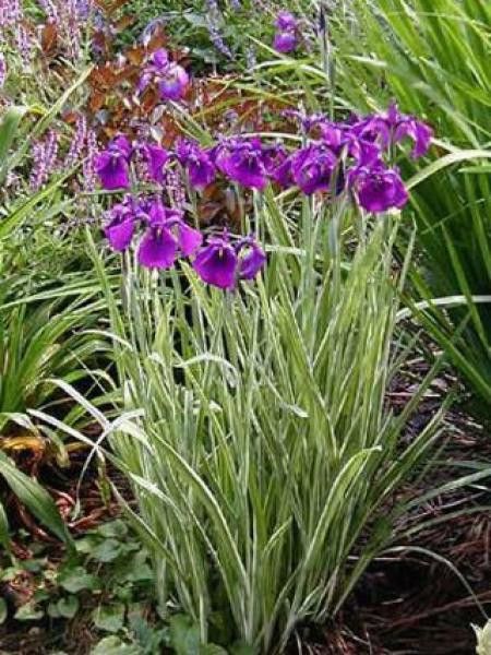 Iris kaempferi 'Variegata'