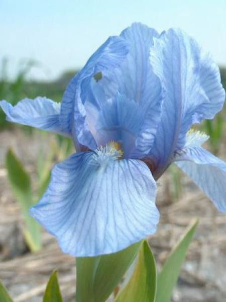 Iris nain 'Blue Denim'