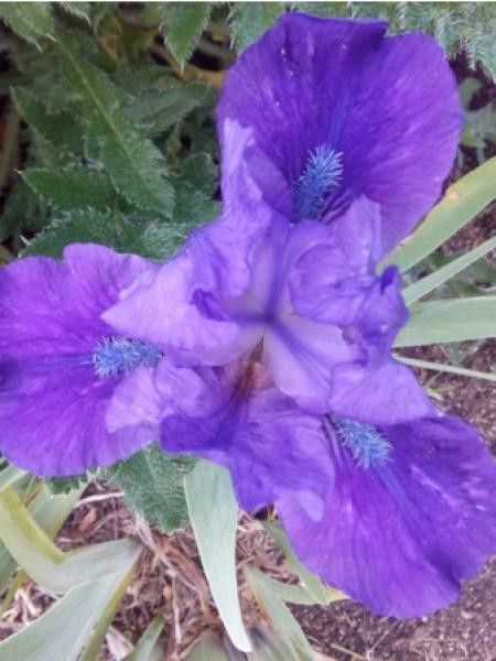 Iris nain 'Indian Light'