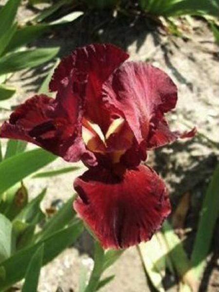 Iris nain 'Morning Show'