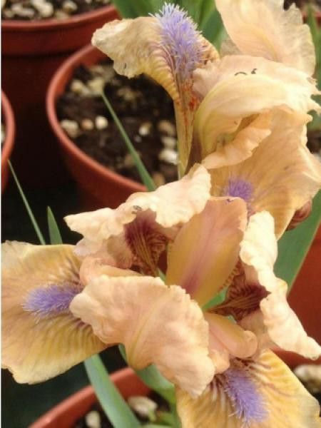 Iris nain 'Peach Eyes'