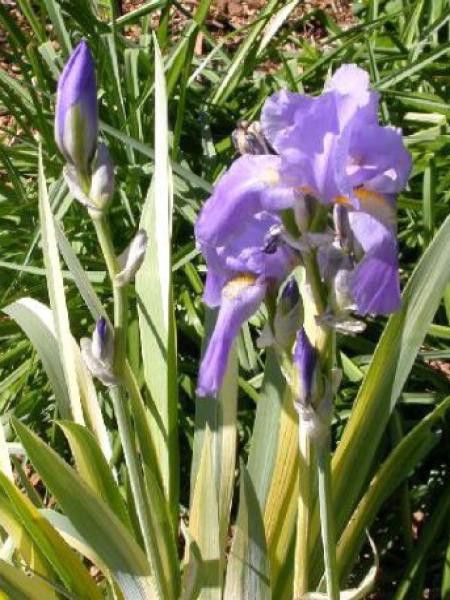 Iris pallida 'Variegata'