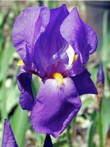 Iris pallida 