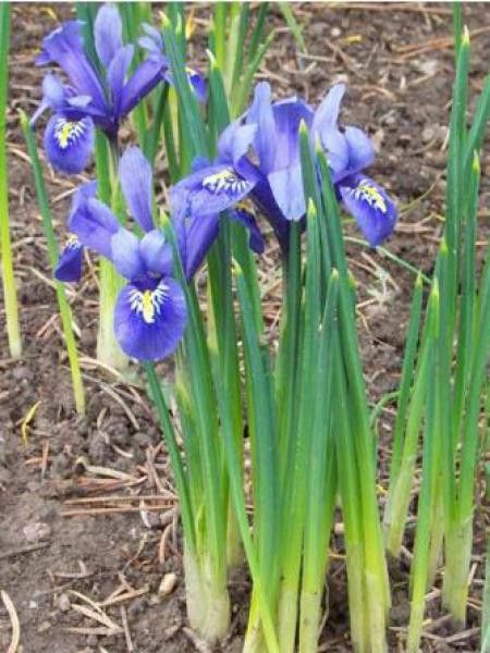 Iris reticulata