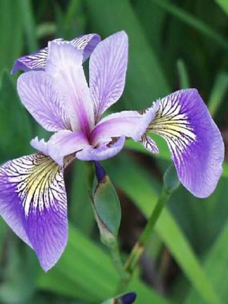 Iris versicolor