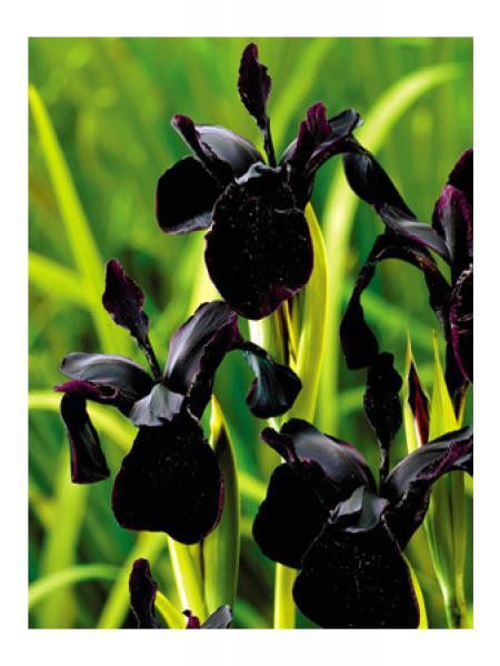 Iris x chrissy 'Black Form'