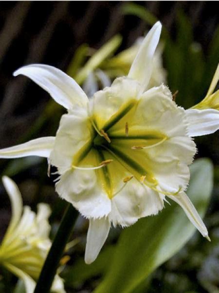 Ismene x festalis 'Sulpher queen'