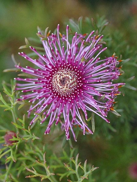 Isopogon formosus