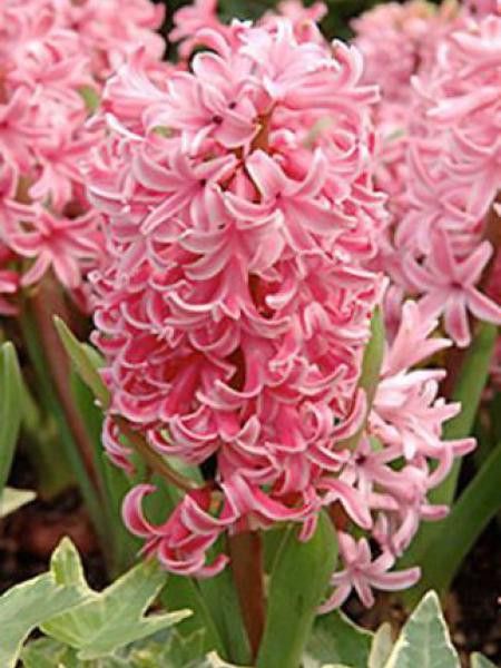 Jacinthe 'Anne-marie'