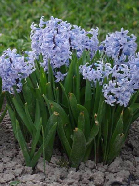 Jacinthe 'Blue Eyes'